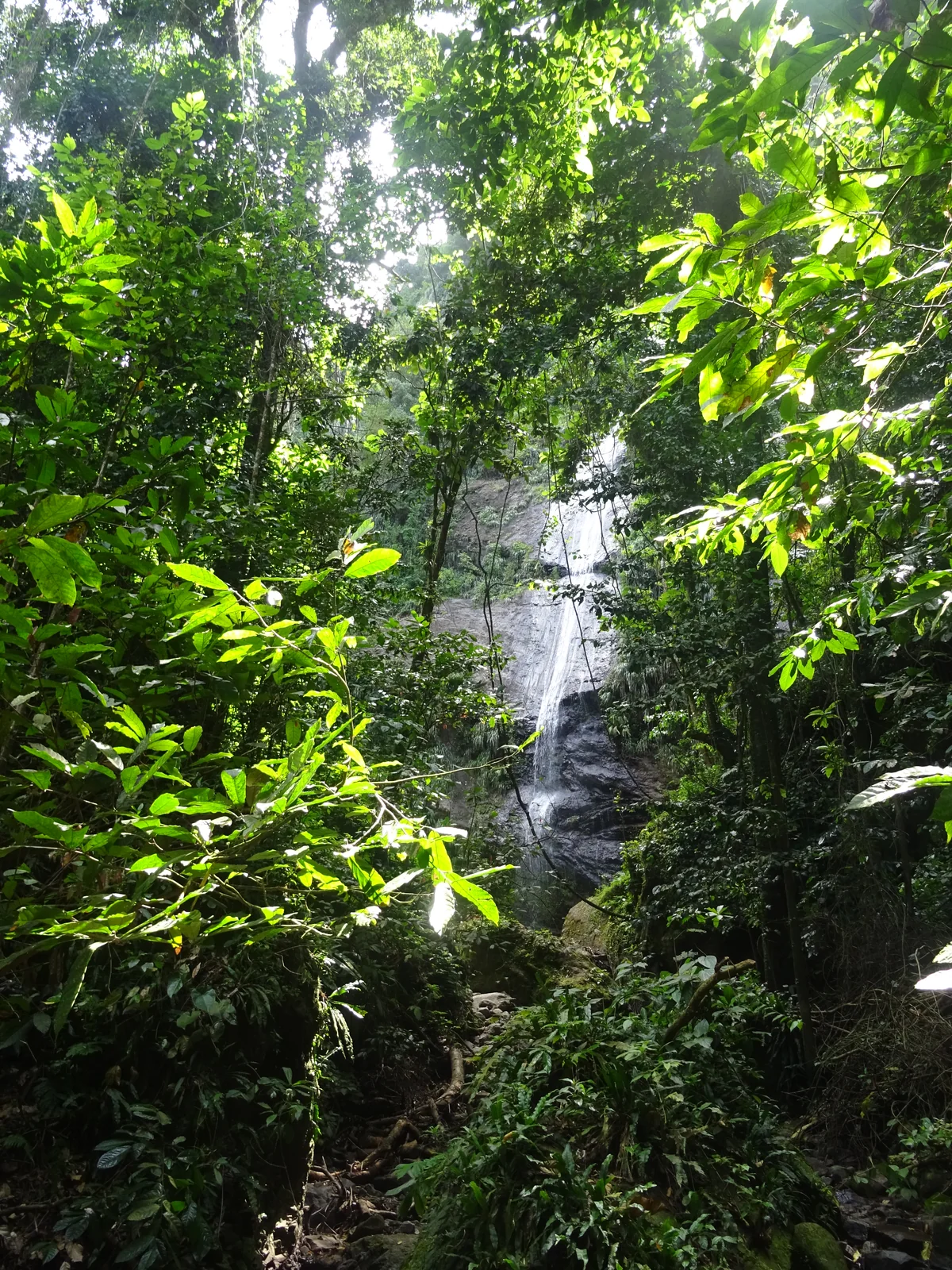 Cascade Couleuvre entourée par la forêt tropicale humide du nord de la Martinique