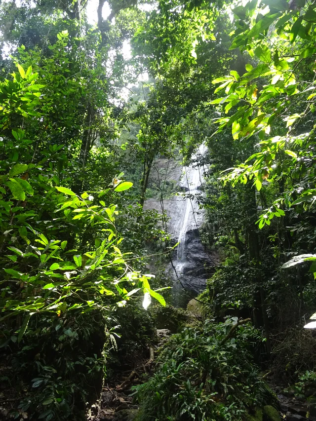 Cascade Couleuvre dans la forêt humide martiniquaise