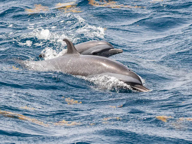 Dauphins nageant dans les eaux du sanctuaire Agoa