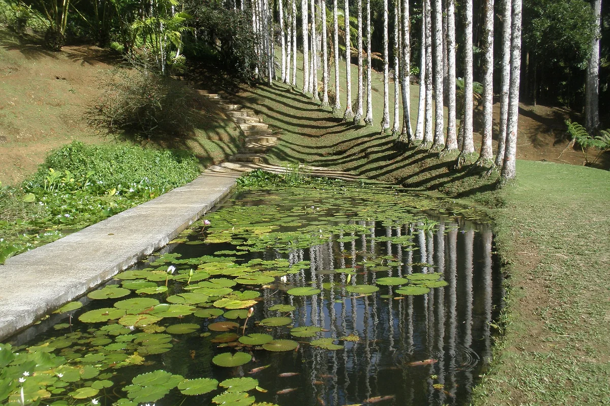 Bassin entouré de plantes tropicales au Jardin de Balata