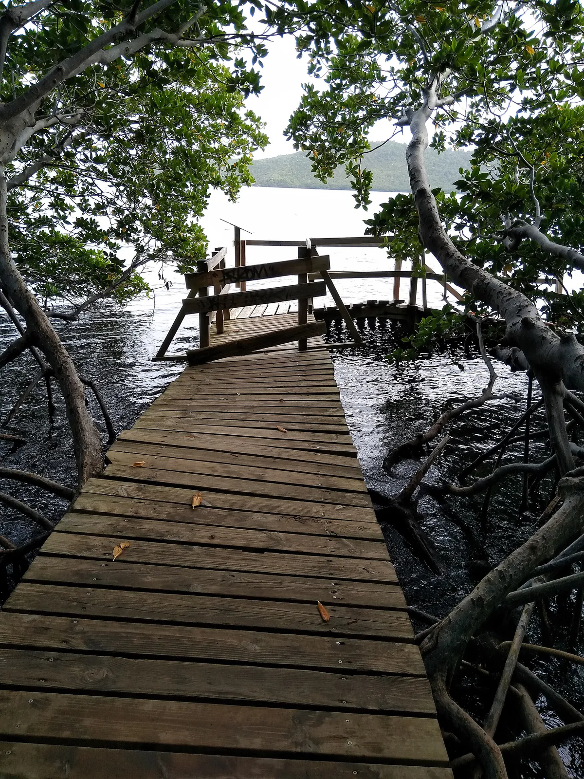 Passerelle en bois entre les palétuviers de la mangrove à la Caravelle