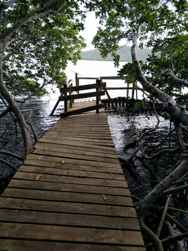 Palétuviers de la mangrove sur la presqu’île de la Caravelle