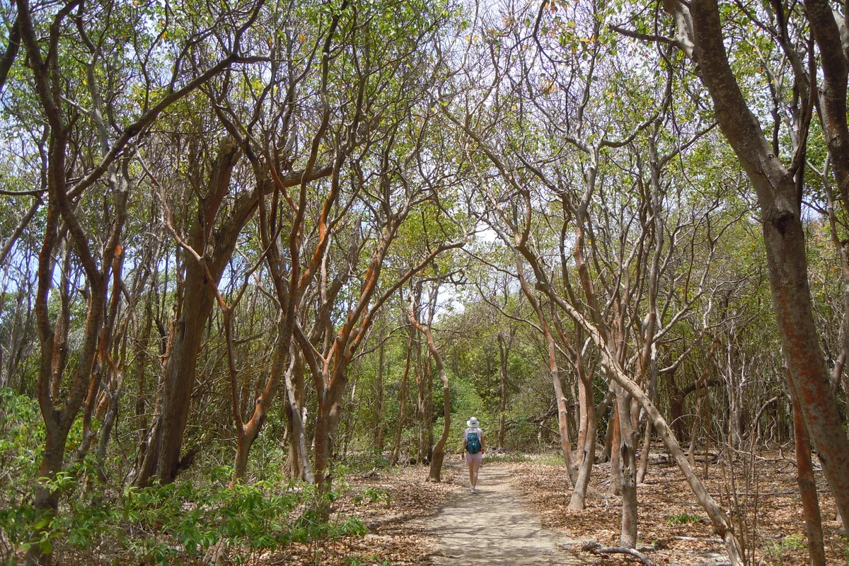 Randonneuse sur la Trace des Caps dans la forêt sèche du sud de la Martinique